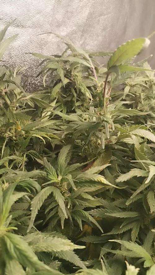 Blue Cheese