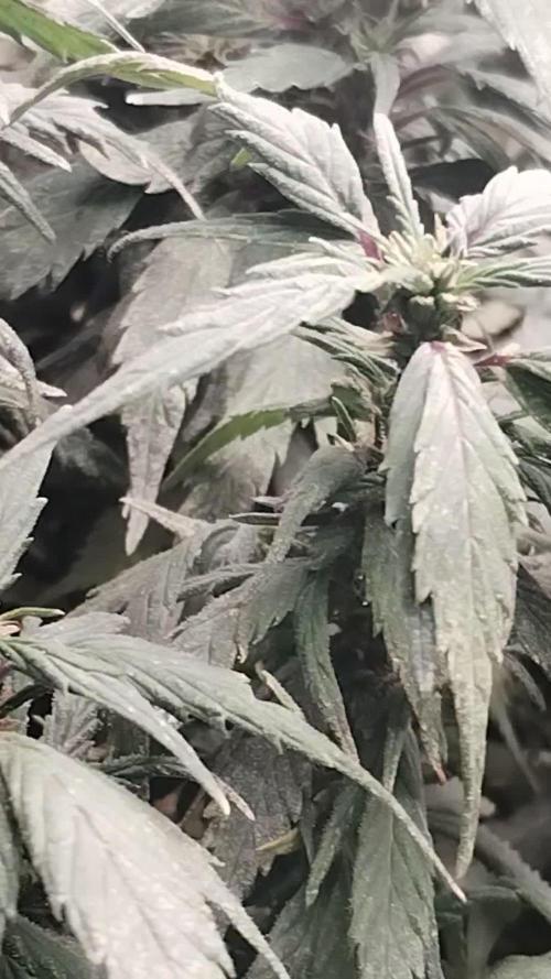Blue Cheese