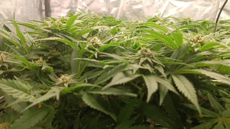 Royal Runtz Royal Queen seed