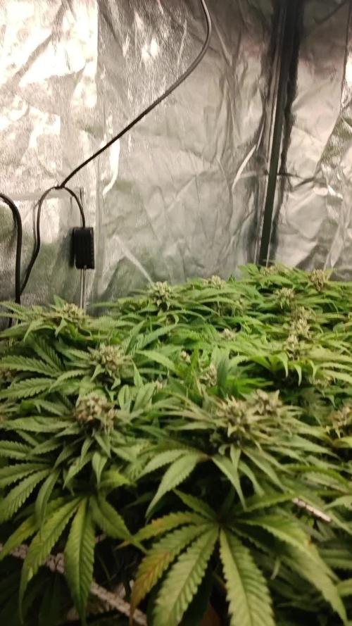 Royal Runtz Royal Queen seed