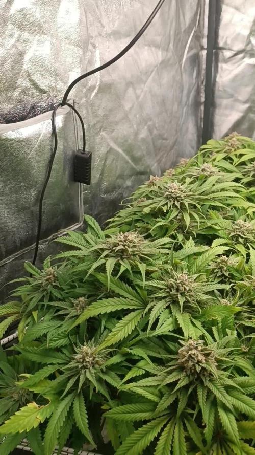 Royal Runtz Royal Queen seed