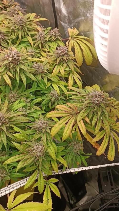 Royal Runtz Royal Queen seed