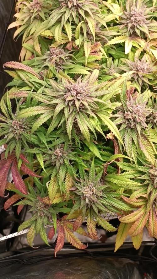 Royal Runtz Royal Queen seed