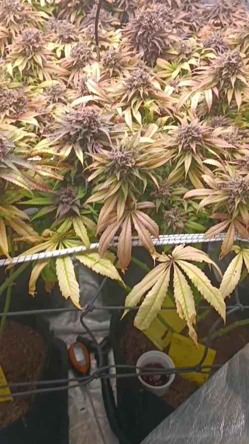 Royal Runtz Royal Queen seed