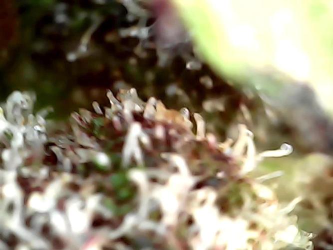 Royal Runtz Royal Queen seed
