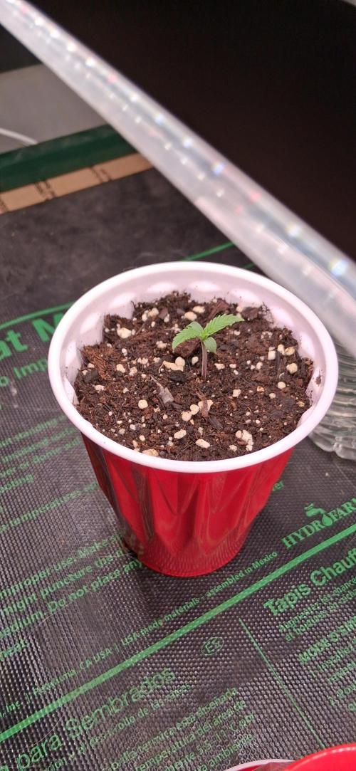 Skulmo. Week 3 - Germination 