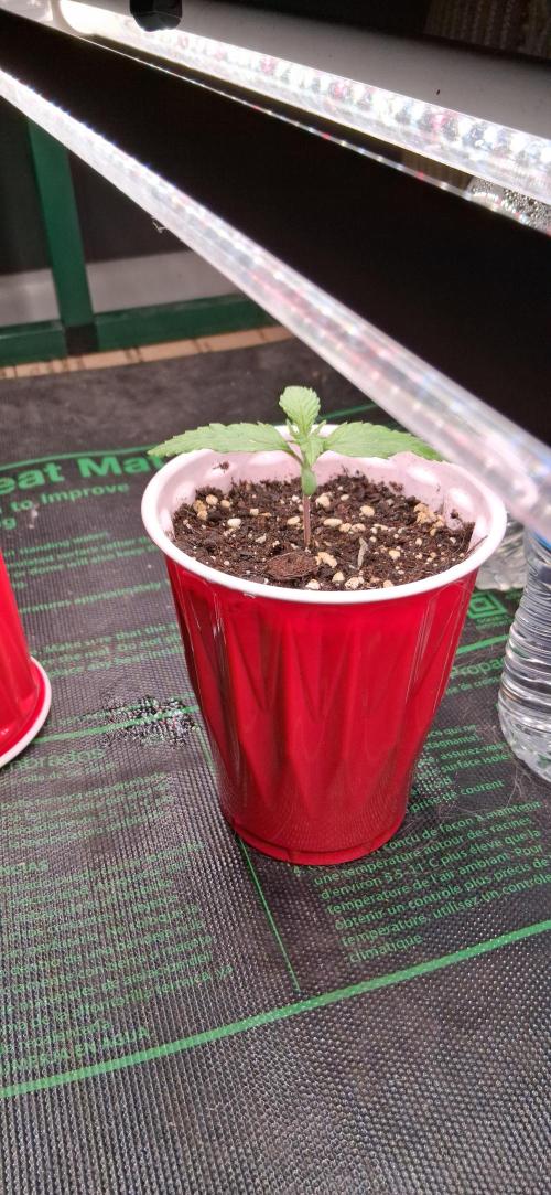 Skulmo. Week 3 - Week 1