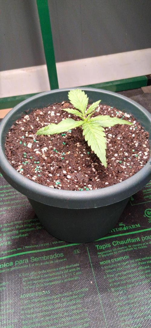 Skulmo. Week 3 - Week 2 after transplant