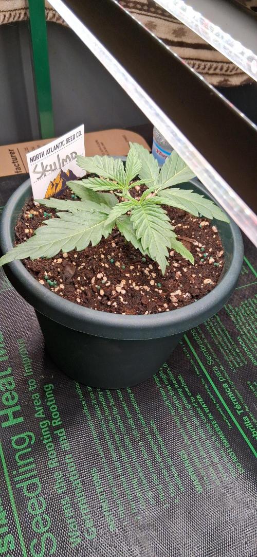 Skulmo. Week 4 - Topped 2/4