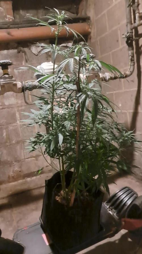 Auto divine  seed    athlètes ou pas