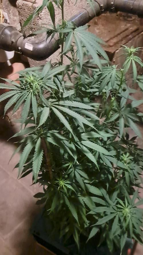 Auto divine seed athlètes ou pas