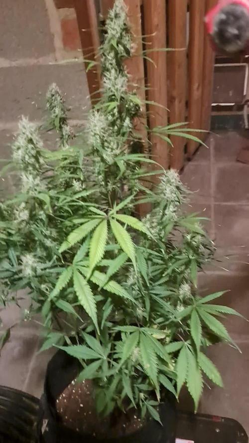 Auto divine seed athlètes ou pas