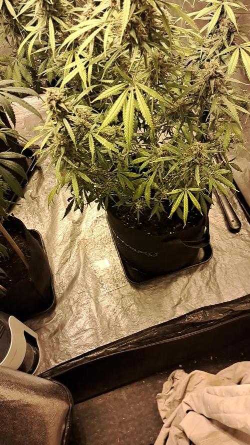 Auto divine seed athlètes ou pas