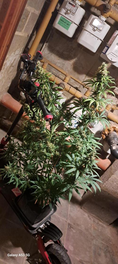 Auto . Week 16 - Euphoria photoeriode