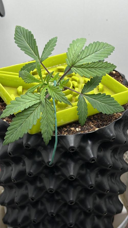 Asteroid . Week 3