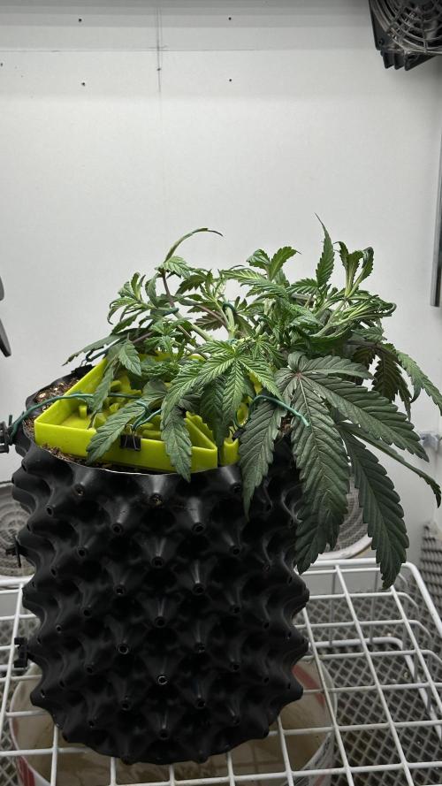 Asteroid. Week 4
