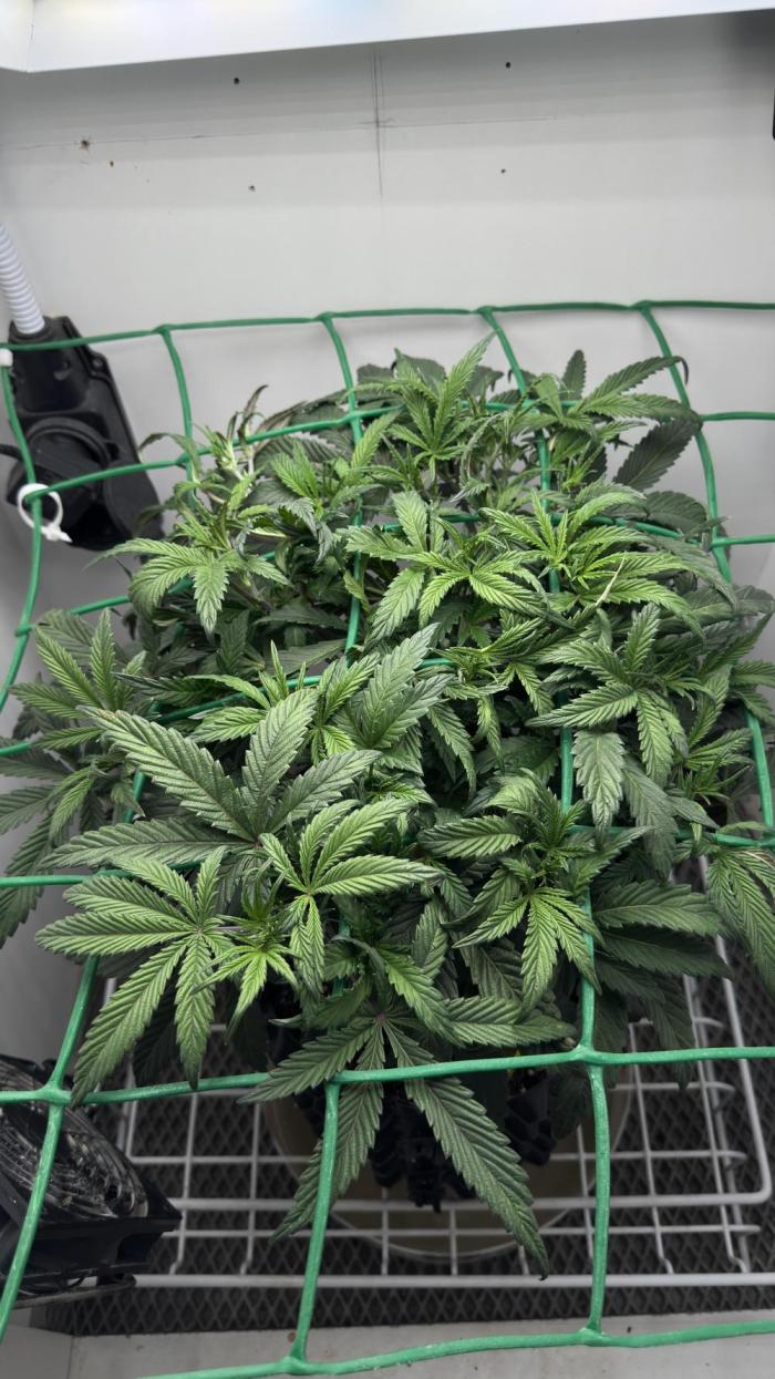Asteroid. Week 1