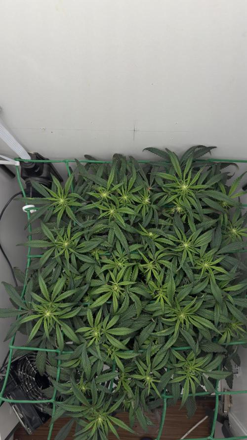 Asteroid. Week 6