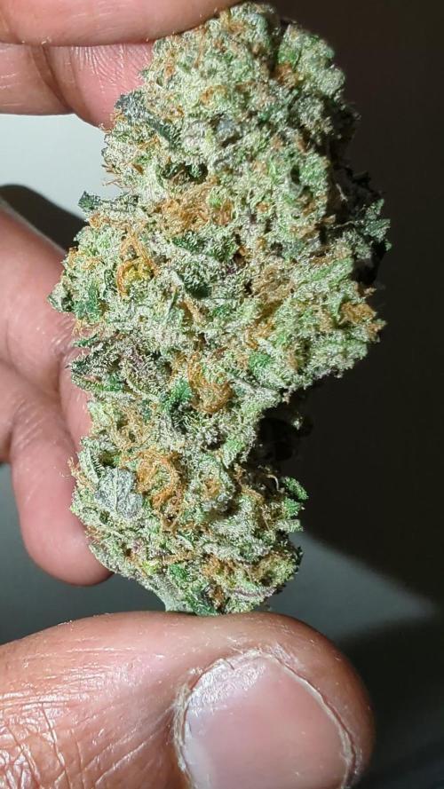 Limon Blanco V3 living soil khalifa grow contest
