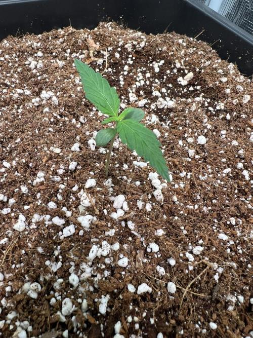 RQS' Grape Ape Auto. Week 0
