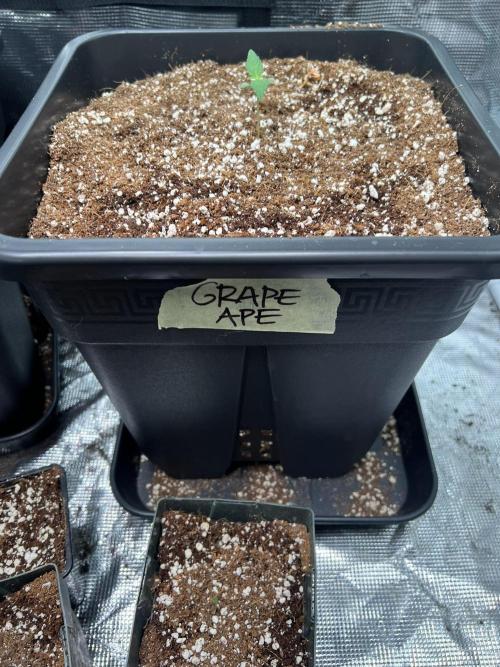 RQS' Grape Ape Auto. Week 0