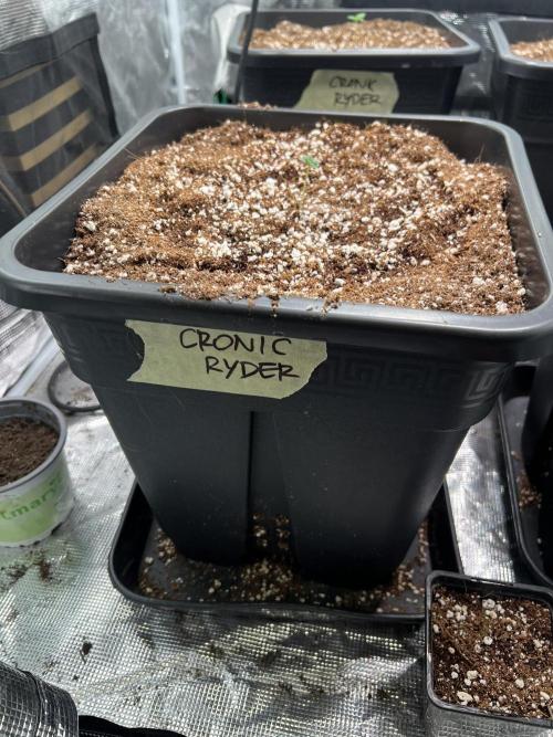 Doctor's choice's Chronic Ryder. Week 0