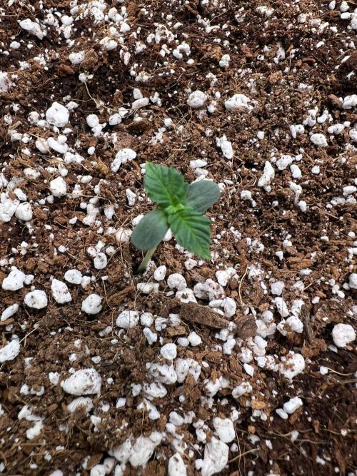 Doctor's choice's Chronic Ryder. Week 0