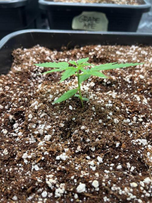RQS' Grape Ape Auto. Week 1