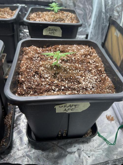 RQS' Grape Ape Auto. Week 1