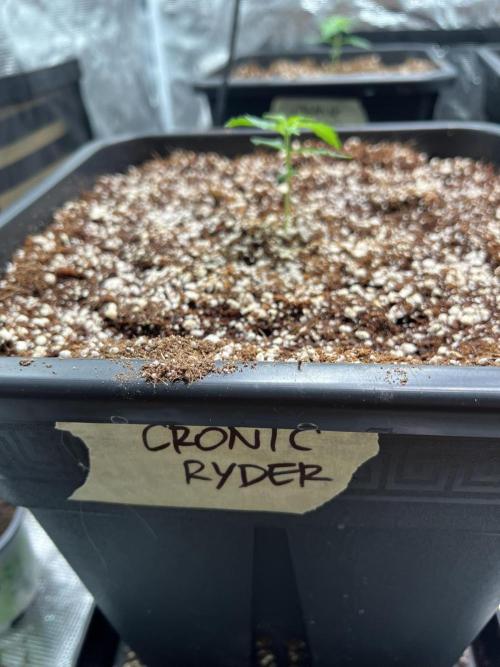 Doctor's choice's Chronic Ryder. Week 1