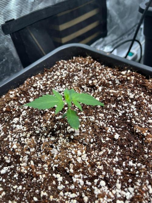 Doctor's choice's Chronic Ryder. Week 1