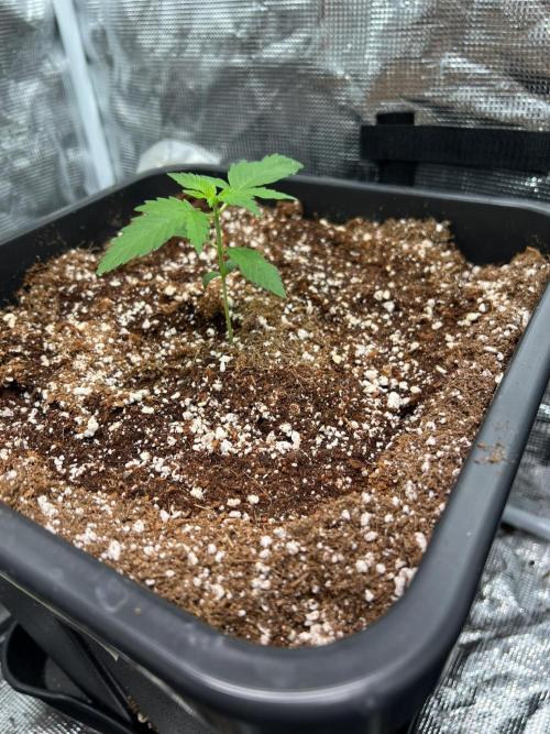 Doctor's choice's Chronic Ryder. Week 1