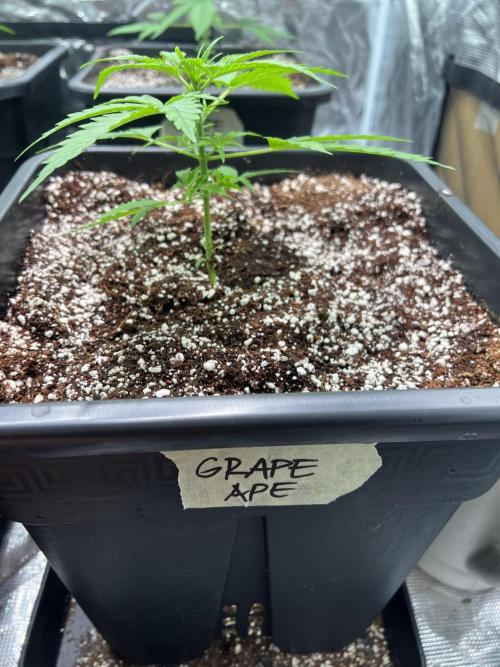 RQS' Grape Ape Auto. Week 2