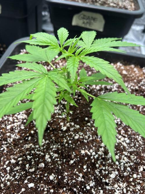 RQS' Grape Ape Auto. Week 2