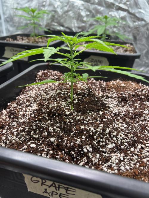 RQS' Grape Ape Auto. Week 2