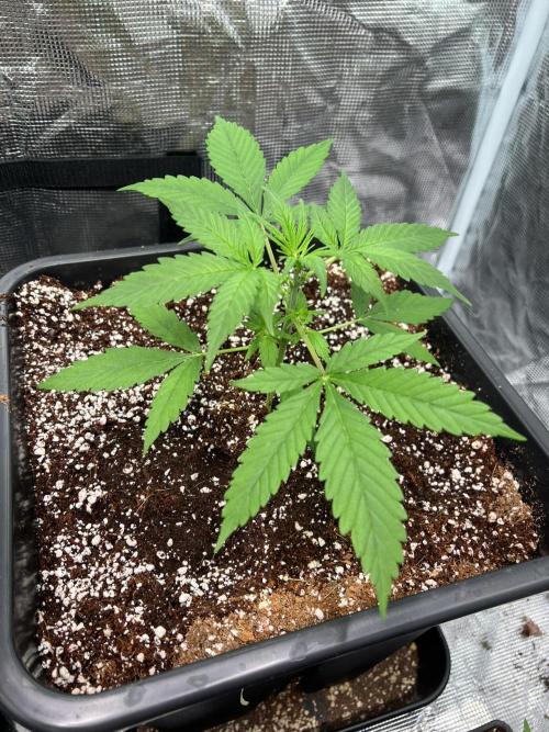 RQS' Grape Ape Auto. Week 2
