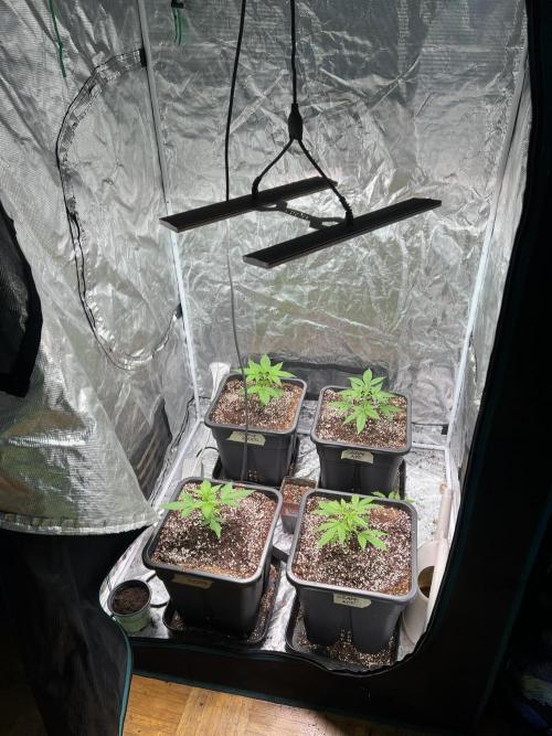 RQS' Grape Ape Auto. Week 2