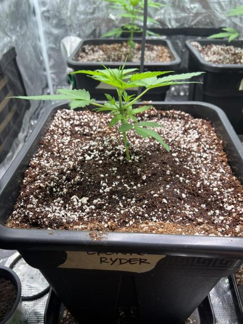 Doctor's choice's Chronic Ryder. Week 2