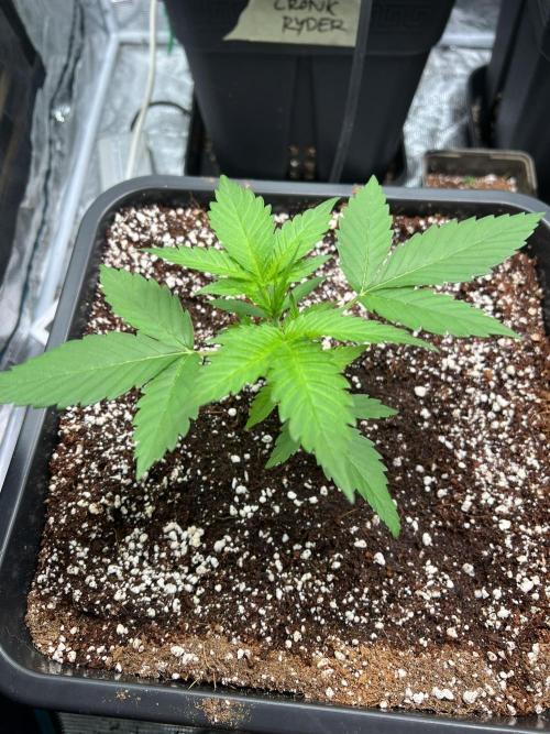 Doctor's choice's Chronic Ryder. Week 2