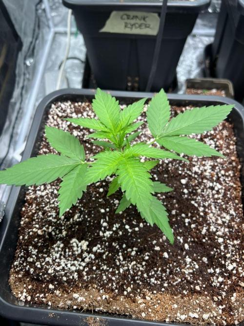 Doctor's choice's Chronic Ryder. Week 2