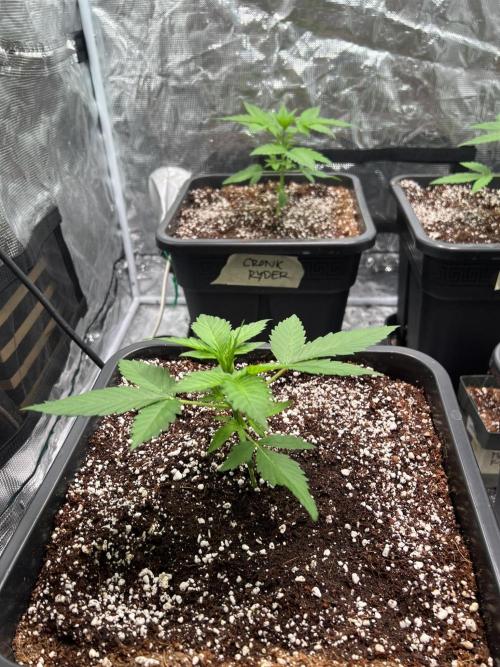Doctor's choice's Chronic Ryder. Week 2