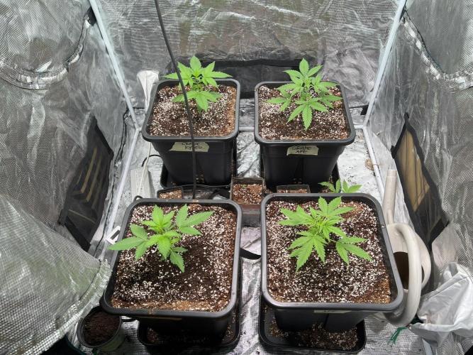 Doctor's choice's Chronic Ryder. Week 2