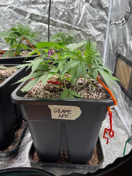 RQS' Grape Ape Auto. Week 3