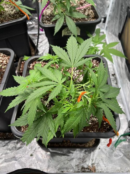 RQS' Grape Ape Auto. Week 3