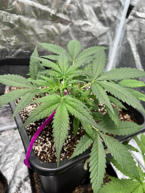 RQS' Grape Ape Auto. Week 3