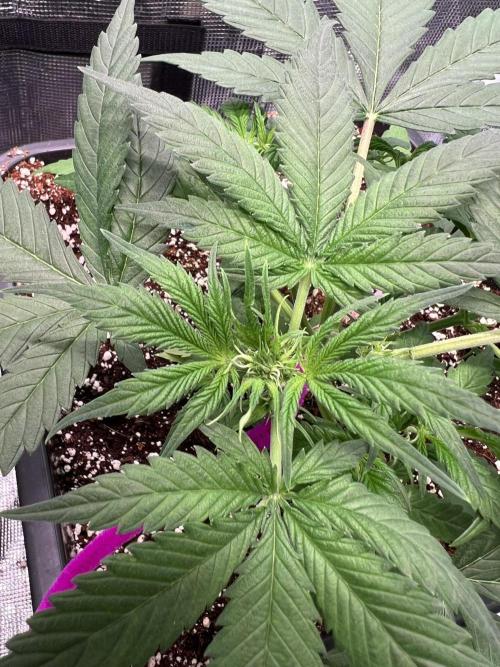 RQS' Grape Ape Auto. Week 3