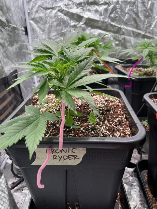 Doctor's choice's Chronic Ryder. Week 3