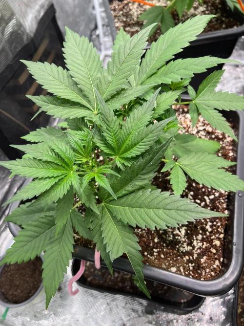 Doctor's choice's Chronic Ryder. Week 3