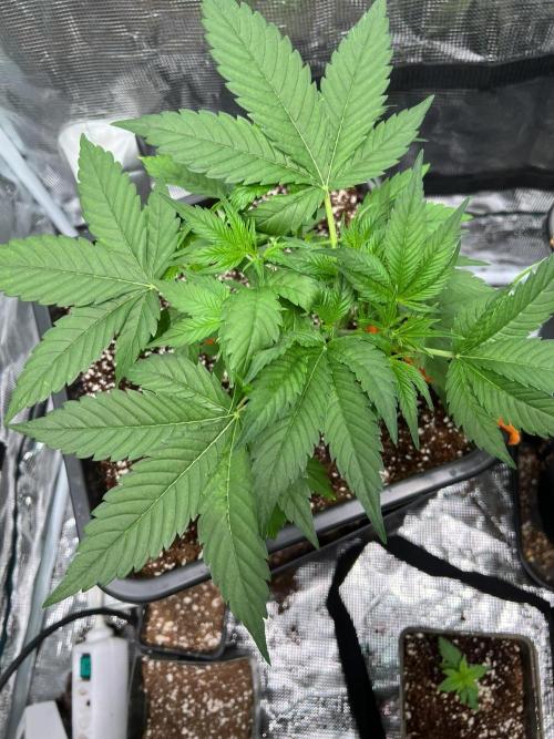 Doctor's choice's Chronic Ryder. Week 3