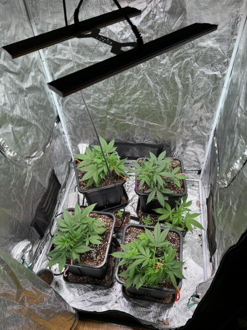 Doctor's choice's Chronic Ryder. Week 3